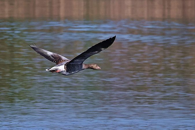 gęgawa  - Krzysztof Czajowski