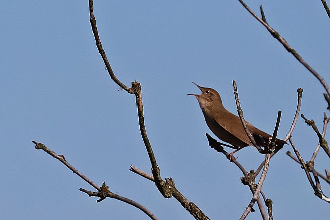 brzęczka  - Krzysztof Czajowski