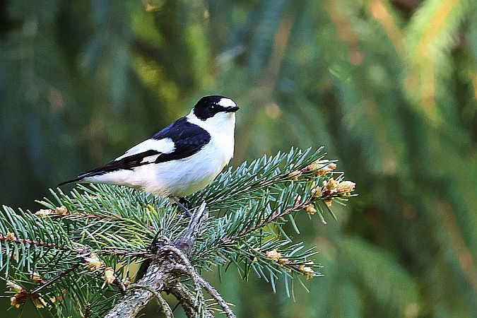 muchołówka białoszyja  - Krzysztof Czajowski