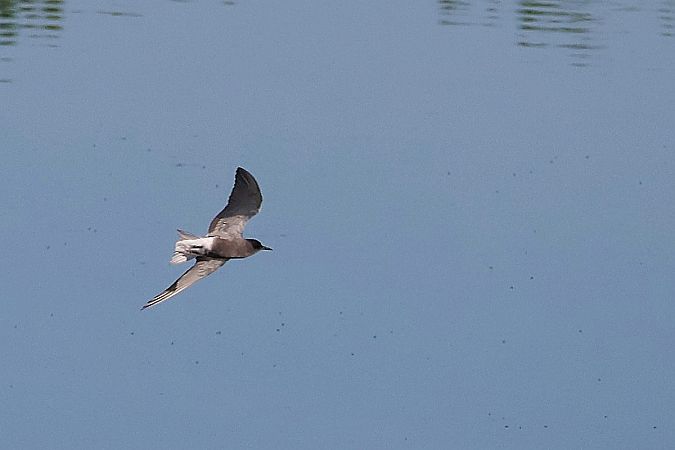 Black Tern  - Krzysztof Czajowski