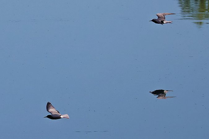 Black Tern  - Krzysztof Czajowski
