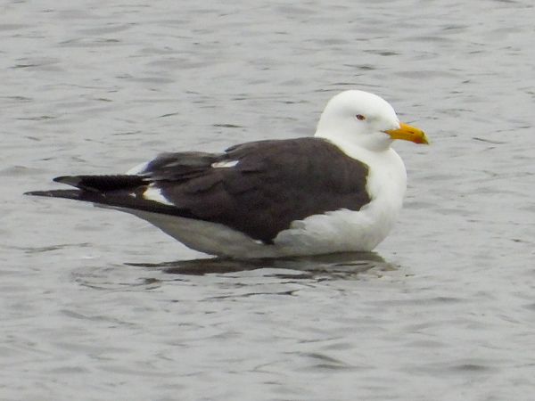 mewa żółtonoga (ssp. fuscus)  - Krystyna Kowalska