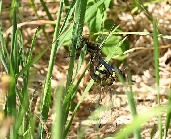 Black-tailed Skimmer  - Rafał Gruszka