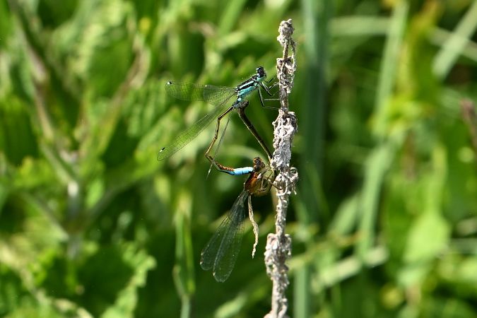 Common Bluetail  - Rafał Gruszka