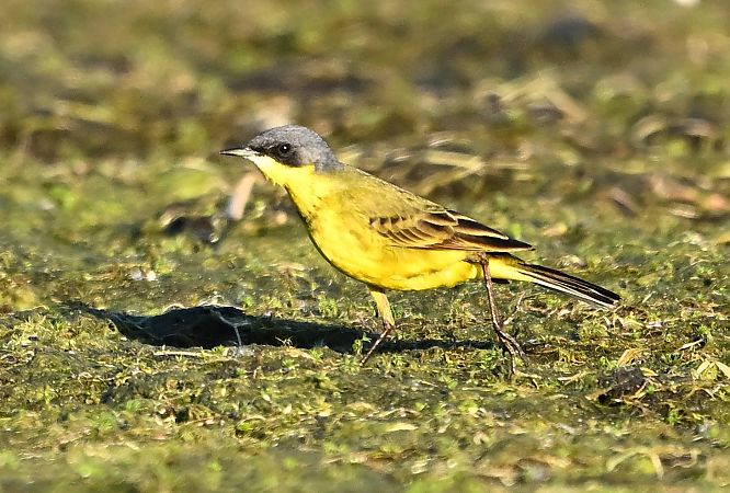 Schafstelze (ssp. thunbergi)  - Zbigniew Balcerzak
