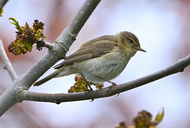 Iberian Chiffchaff  - Zbigniew Balcerzak