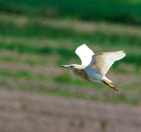 czapla modronosa  - Damian Mikulski