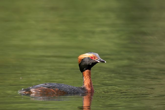 Ohrentaucher 