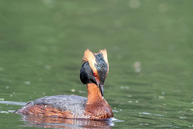 perkoz rogaty 