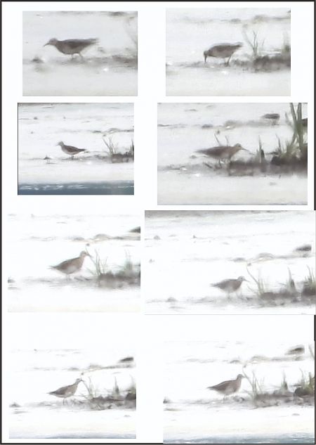 Graubrust-Strandläufer  - Daniel Boruchalski