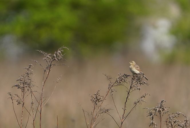 świergotek polny  - Brunon Kwasik