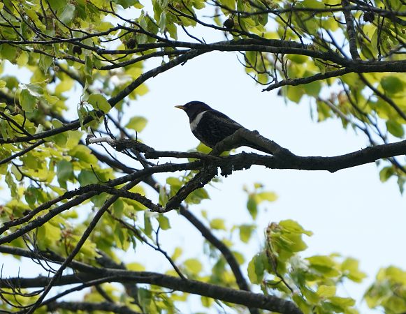 Ring Ouzel  - Brunon Kwasik