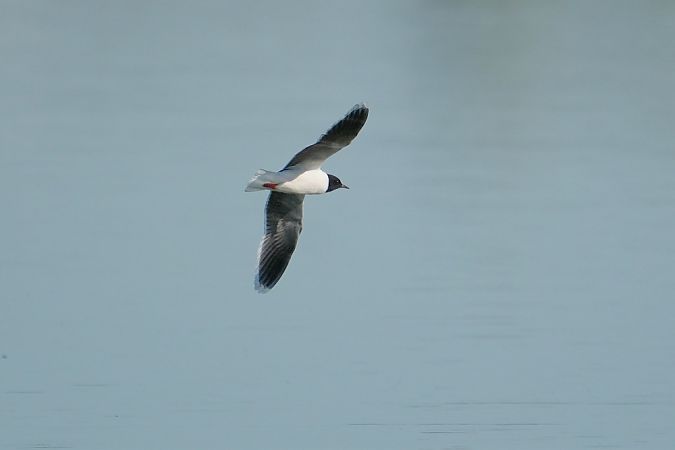 Mouette pygmée  - Wiktor Kroker