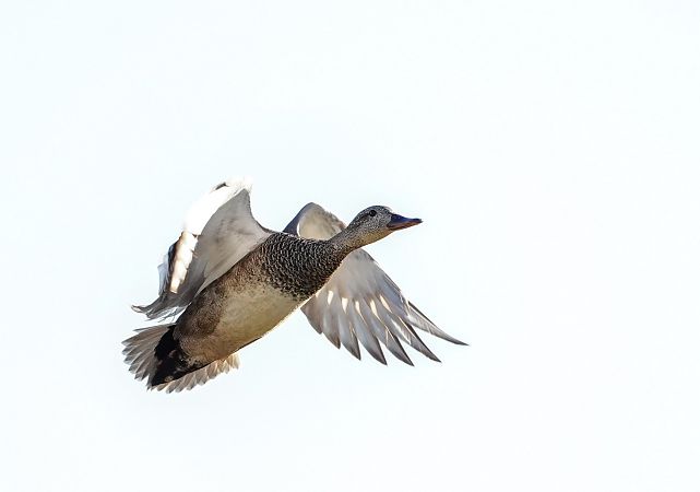 Canard chipeau  - Grzegorz Grygoruk