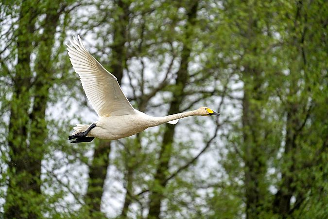 Singschwan  - Grzegorz Grygoruk