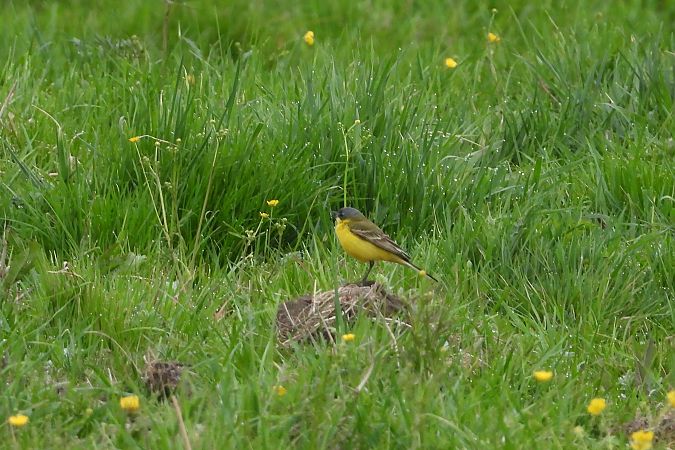 Schafstelze (ssp. thunbergi)  - Justyna Krawczyk