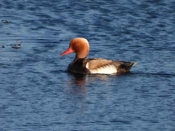 Red-crested Pochard  - Janusz Gajdas