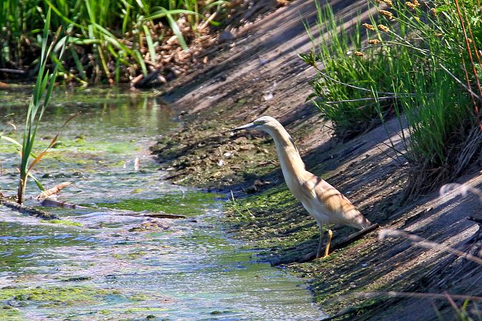 Squacco Heron  - Gustaw Schneider