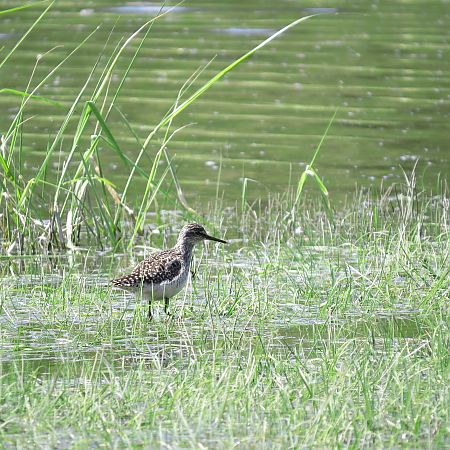 Wood Sandpiper  - Adam Ciosek