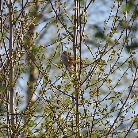 Common Whitethroat  - Adam Ciosek