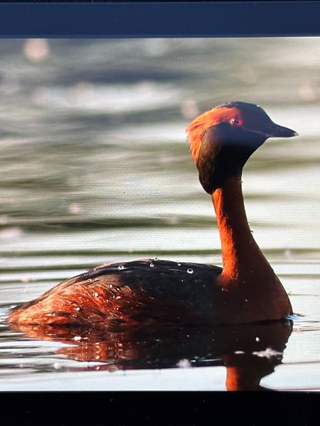 Horned Grebe  - Jarosław Soboń