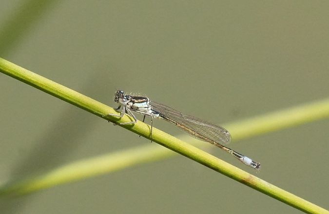 Große Pechlibelle  - Rafał Walczybok