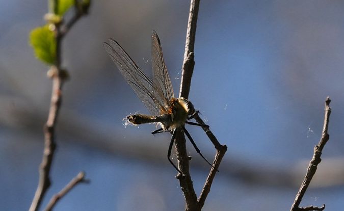 Falkenlibelle  - Rafał Walczybok