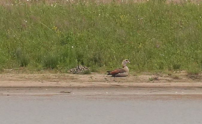 Nilgans  - Rafał Walczybok