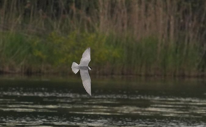 Weißbart-Seeschwalbe  - Rafał Walczybok