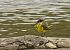 Grey-headed Yellow Wagtail (ssp. thunbergi)  - Sebastian Watras