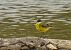 Grey-headed Yellow Wagtail (ssp. thunbergi)  - Sebastian Watras