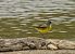 Grey-headed Yellow Wagtail (ssp. thunbergi)  - Sebastian Watras