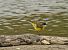 Grey-headed Yellow Wagtail (ssp. thunbergi)  - Sebastian Watras