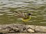 Grey-headed Yellow Wagtail (ssp. thunbergi)  - Sebastian Watras