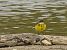 Grey-headed Yellow Wagtail (ssp. thunbergi)  - Sebastian Watras