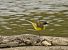 Grey-headed Yellow Wagtail (ssp. thunbergi)  - Sebastian Watras