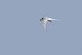 Arctic Tern  - Michał Polakowski