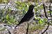 Red-throated Pipit  - Marian Giertych