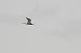 rycyk  - Jarosław Słowikowski