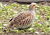 kuropatwa  - Jarosław Słowikowski