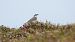 siwerniak  - Jarosław Słowikowski