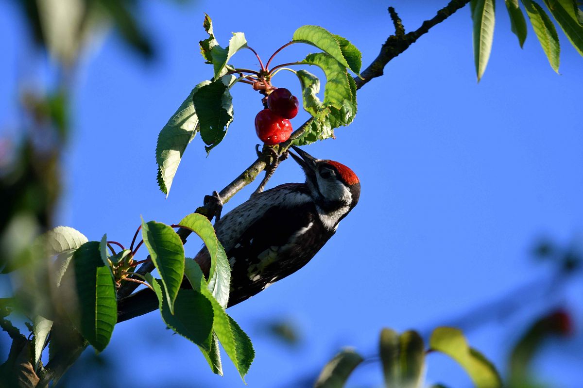 Hybrid Great Spotted x Syrian Woodpecker  - Jacek Słupek