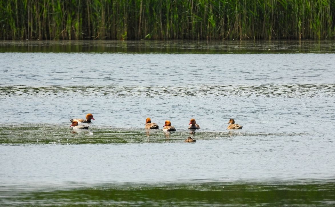 hełmiatka 