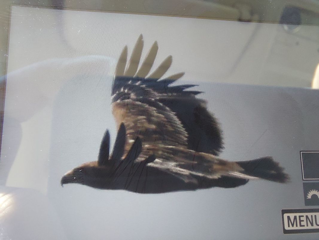 Kaiseradler  - Edyta Daniluk