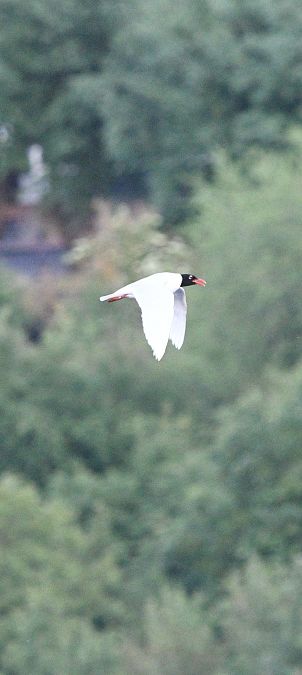 Mouette mélanocéphale  - Krzysztof Wojtczak