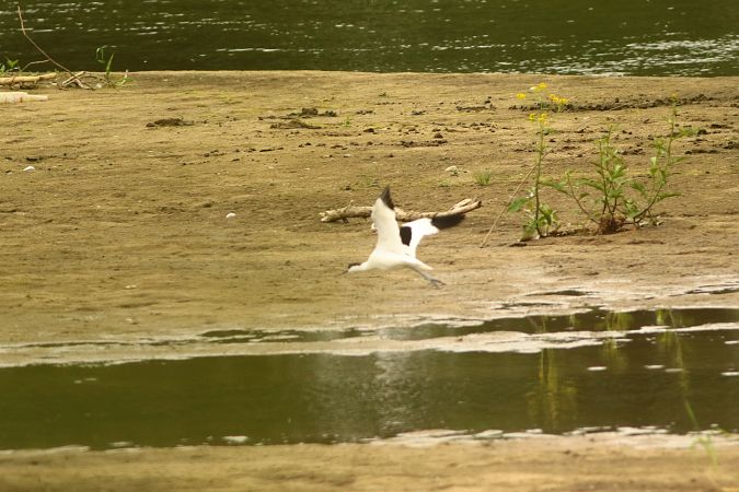 Pied Avocet  - Sebastian Watras