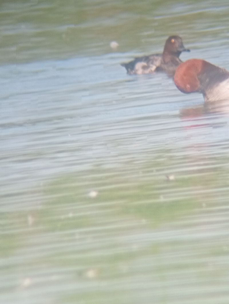 Hybrid Common Pochard x Tufted Duck  - Michał Karpeta