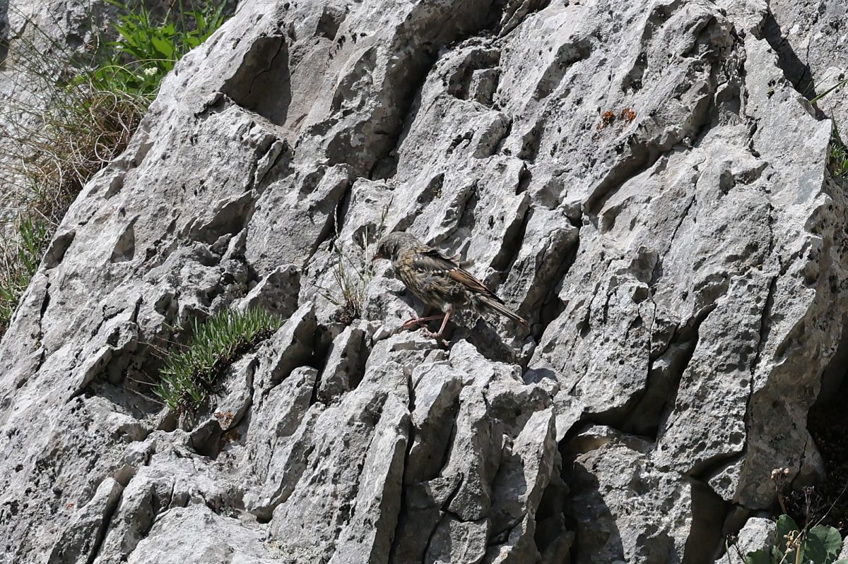 Alpine Accentor  - Marcin Bohr