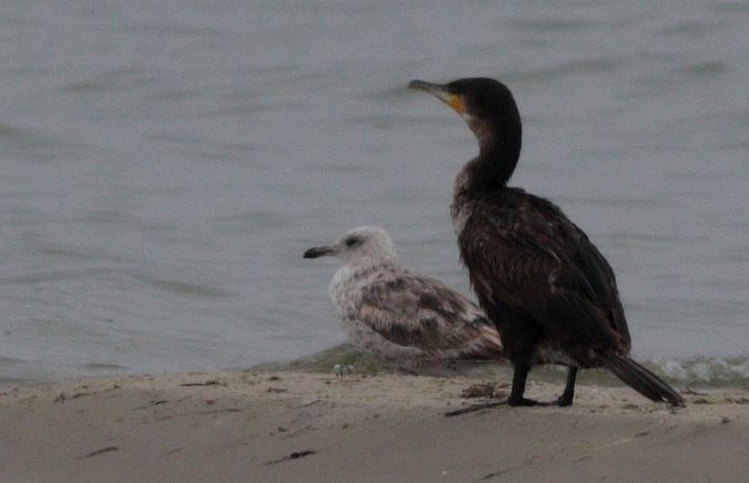 Heringsmöwe (ssp. graellsii / intermedius)  - Michał Polakowski