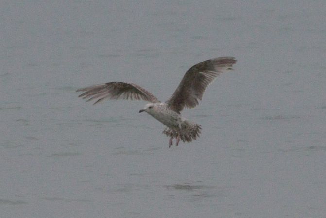 Larus fuscus graellsii / intermedius  - Michał Polakowski